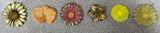 Flower Themed Magnet Sets